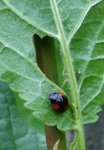 Réf. 179 550 : Adalia bipunctata bipunctata